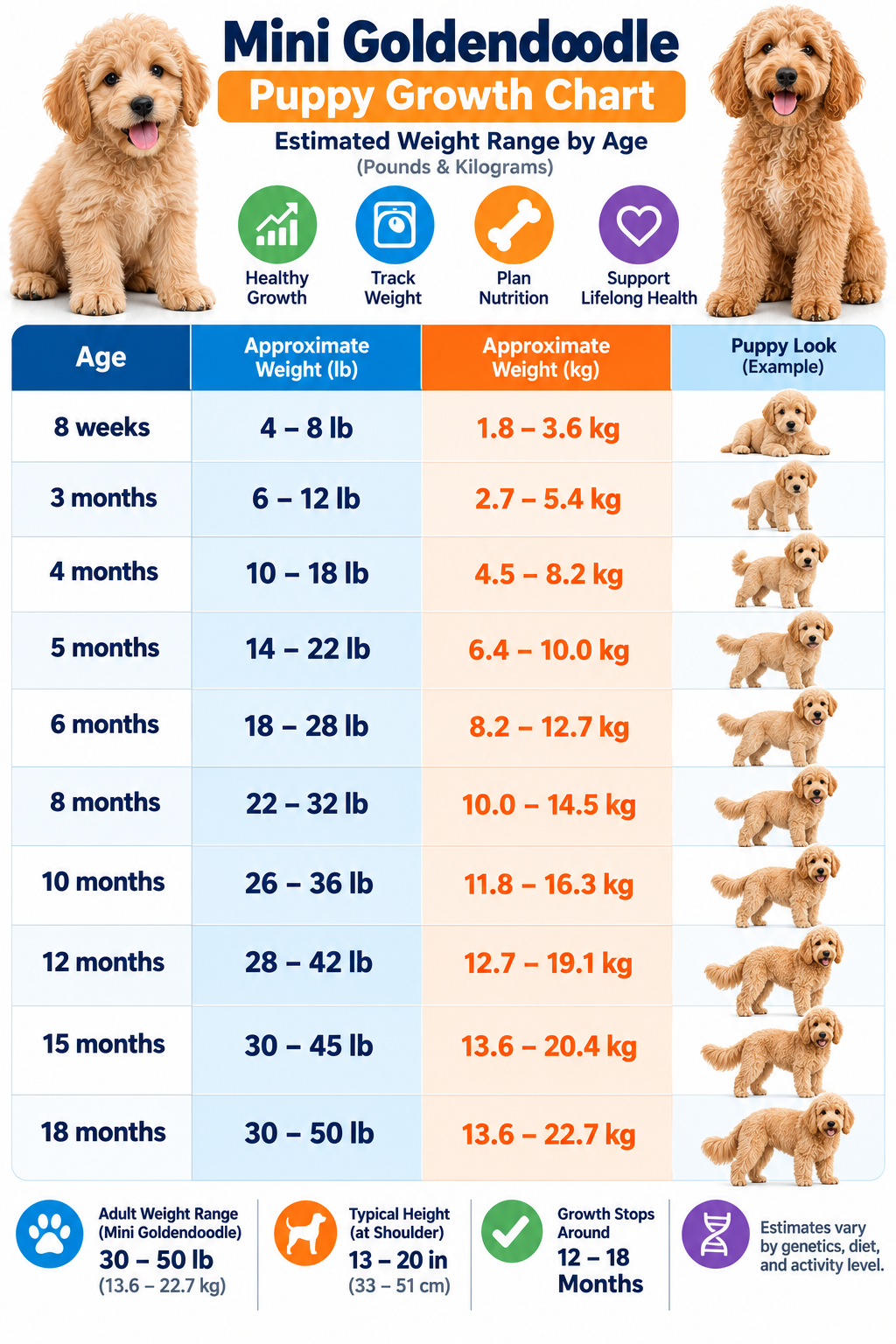Mini goldendoodle weight chart by age showing monthly weights in pounds and kilograms