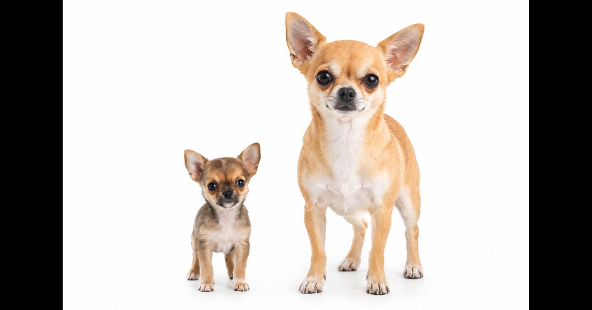 Chihuahua puppy and adult size comparison