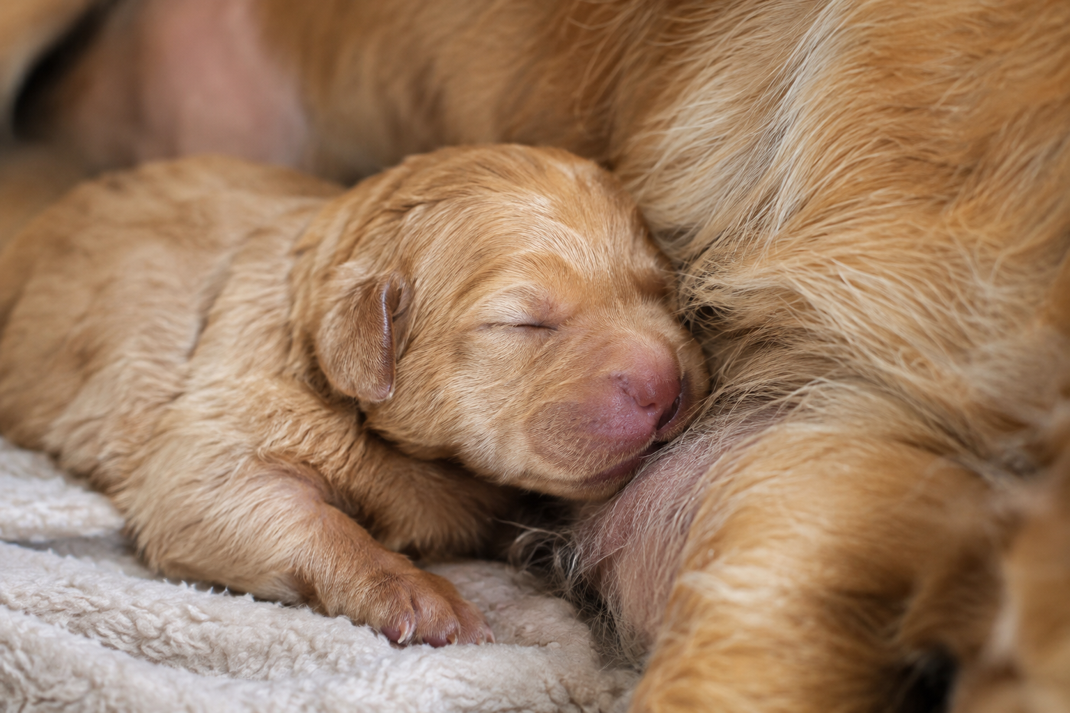 Newborn puppy with eyes closed resting against its mother dog on a soft blanket